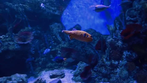 Fish swim in an aquarium with a backlight Stock Footage 77840855