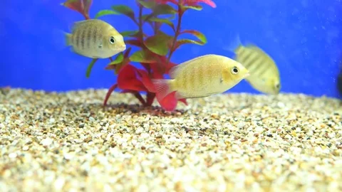 Fish swim in an aquarium Stock Footage 73069672