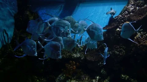 Fish swim in the aquarium 스톡 동영상 77764663