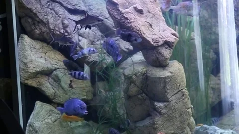 Fish swim in the Aquarium Stock Footage 82117751