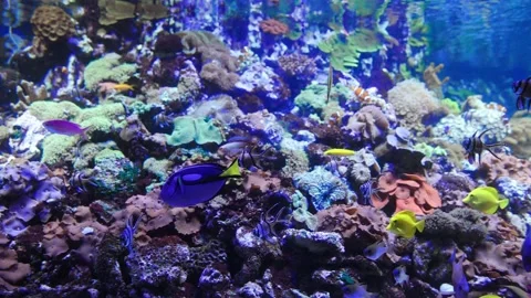 Fish swim in the aquarium. Stock Footage 149311024