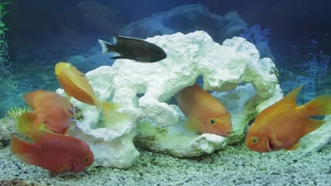 Fish swim in the aquarium Stock Footage 159897652