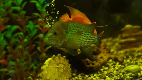 Fish swim in the aquarium Stock Footage 163567922