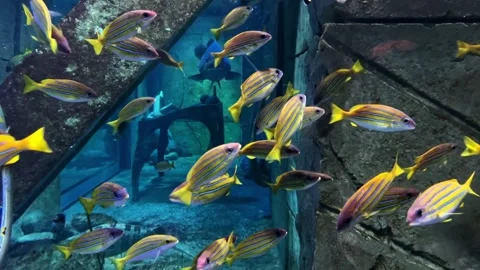 Fish swim between destroyed buildings. Amazing marine life underwater. Slow and Video stock 169163888
