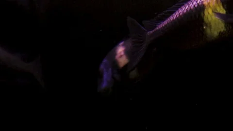 Fish swim on a black background 库存影片 111222913