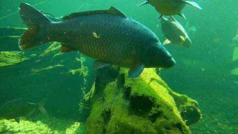Fish swim at the bottom of the pond. Close-up on a carp Stock Footage 201734725