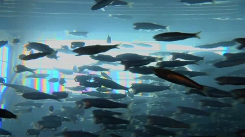 Fish Swim in Circle 動画素材 7133440