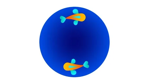 Fish Swim Circle Stock Footage 335815163