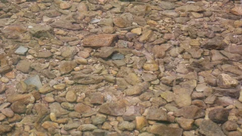Fish swim in the clear stream Stock Footage 241141793