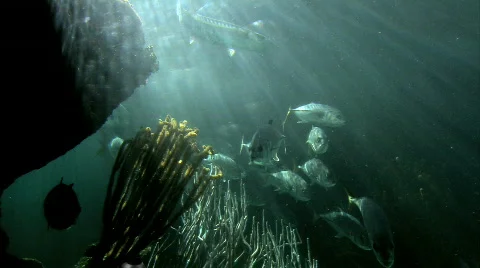 The Fish Swim Deeper Vidéo 679757