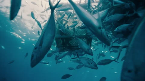 Fish swim in fluid patterns around a shark cage, creating mesmerizing Stock Footage 304665466