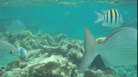 Fish swim by Stock Footage 785009