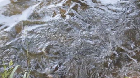 Fish swim 스톡 동영상 50483687