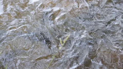 Fish swim 스톡 동영상 50486757