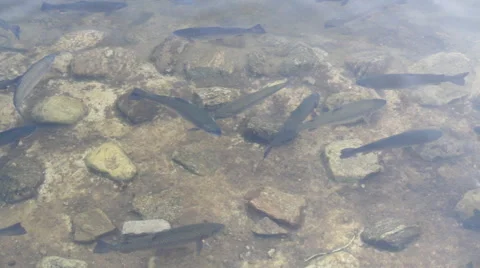 Fish swim 스톡 동영상 50487717