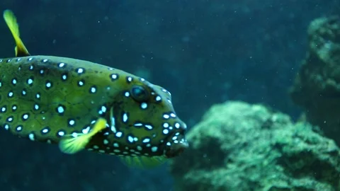 Fish swim Stock Footage 111192786