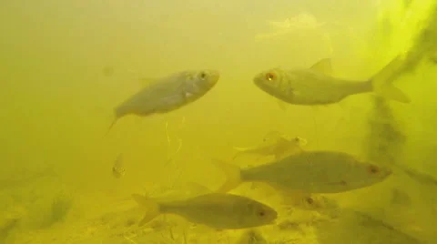 Fish swim in the lake at the bottom Stock Footage 65993765
