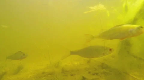 Fish swim in the lake at the bottom Stock Footage 65994497