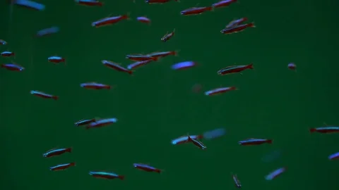 Fish swim in a large oceanarium. Stock Footage 78389728