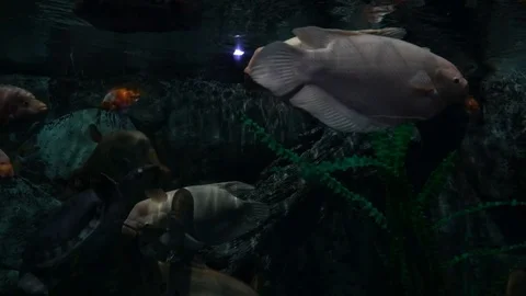 Fish swim in a large oceanarium. Stock Footage 78770366