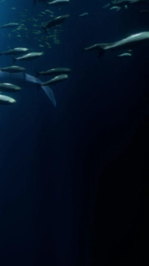 Fish swim near the surface of dark water in an underwater scene Stock Footage 340871237