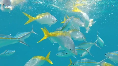 Fish swim at the ocean Stock Footage 126205178