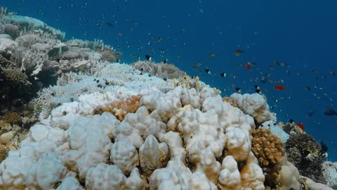 Fish swim over white, bleached Porites corals and other dying coral reefs. Video stock 290793744