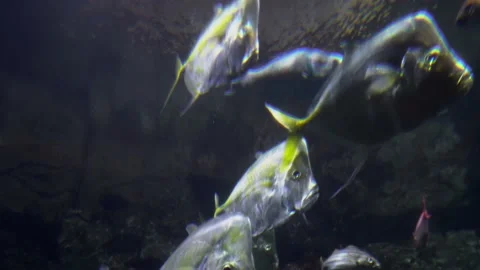 Fish swim past the camera 스톡 동영상 219437413