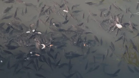 Fish swim in the pond, bask in the sun and eat bread in slow motion Stock Footage 129092202