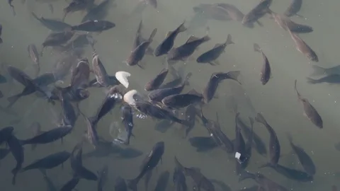 Fish swim in the pond, bask in the sun and eat bread Stock Footage 129096657