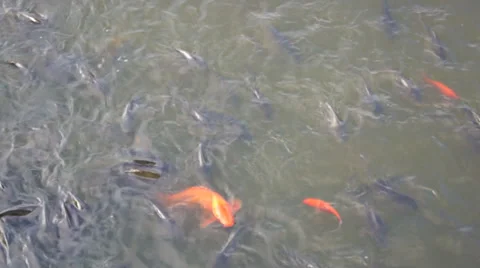 Fish swim in the pond Stock Footage 30425902