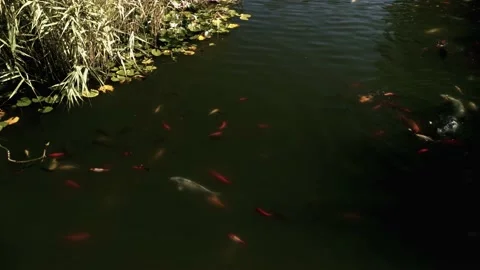 Fish swim in the pond Video stock 138113277