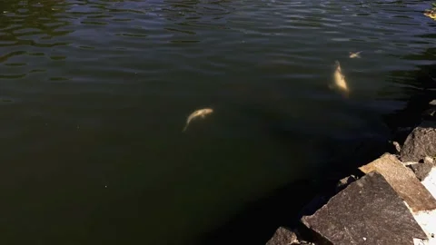 Fish swim in the pond Video stock 138113333