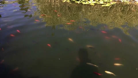 Fish swim in the pond Video stock 138113348