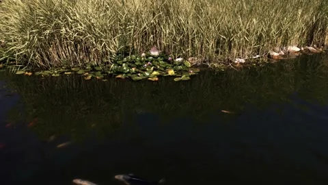 Fish swim in the pond Stock Footage 138113879