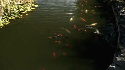 Fish swim in the pond Stock Footage 138113900