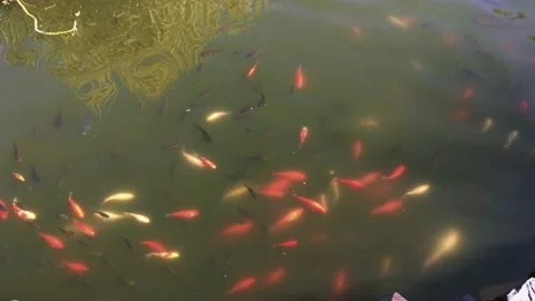 Fish swim in the pond Stock Footage 138114196