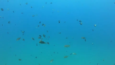 Fish swim in the Red Sea, colorful fish | Stock Video | Pond5