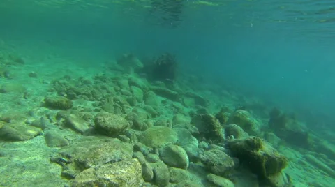 Fish swim at the reef Stock Footage 42716460