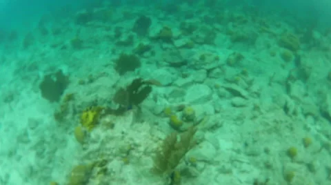 Fish swim in the reefs Stock Footage 42688278