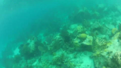 Fish swim in the reefs Stock Footage 42688481