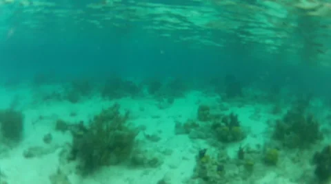 Fish swim in the reefs Stock Footage 42688611