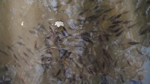 Fish swim in the river, bask in the sun and eat bread Stock Footage 129095331