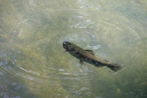 Fish swim in the river water Fotos de archivo