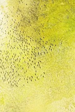 Fish swim in same direction in shallow abstract yellow water Stock Photos