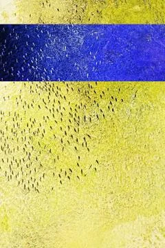 Fish swim in same direction in yellow water blue horizontal line Foto stock
