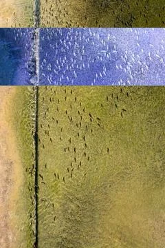 Fish swim in same direction in yellow water purple horizontal line Foto stock