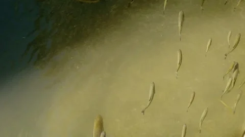 Fish Swim At The Surface Of The Pond Stockbeeldmateriaal 40671729