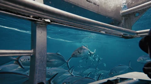 Fish swim in synchronized patterns around a submerged shark cage, forming a Stock Footage 303962200