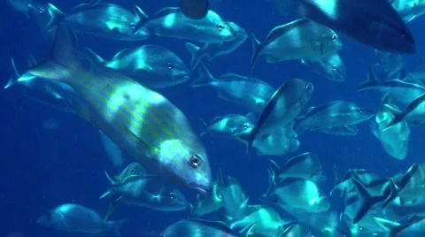 Fish Swim Together  库存影片 291474